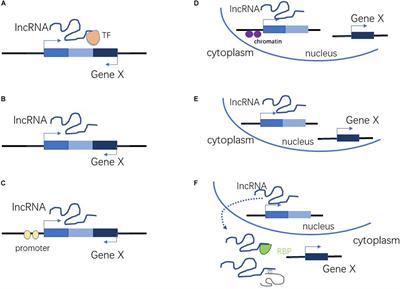 Interaction Between LncRNA and UPF1 in Tumors